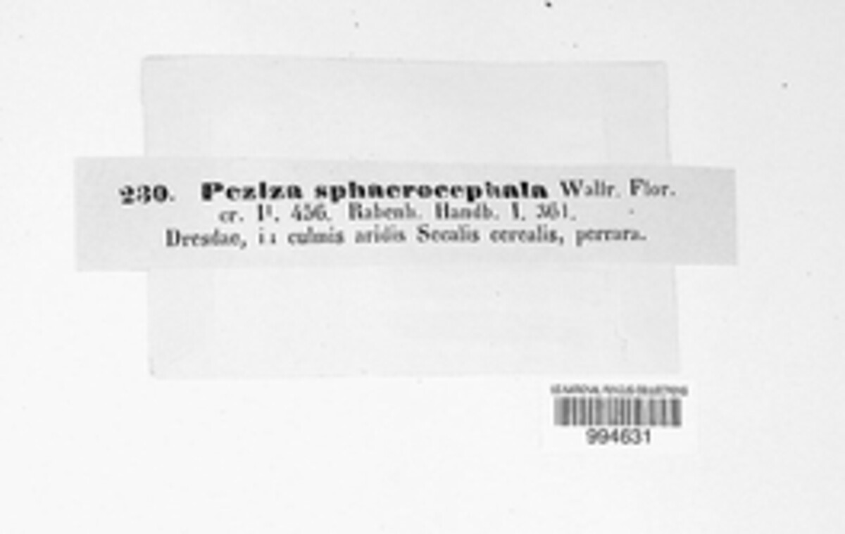 Peziza sphaerocephala image